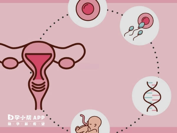 单角子宫做试管婴儿有可能成功