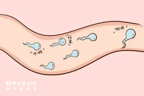 精子活力影响男性生育