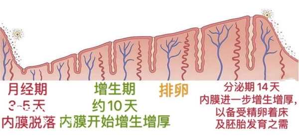 不同阶段子宫内膜厚度标准