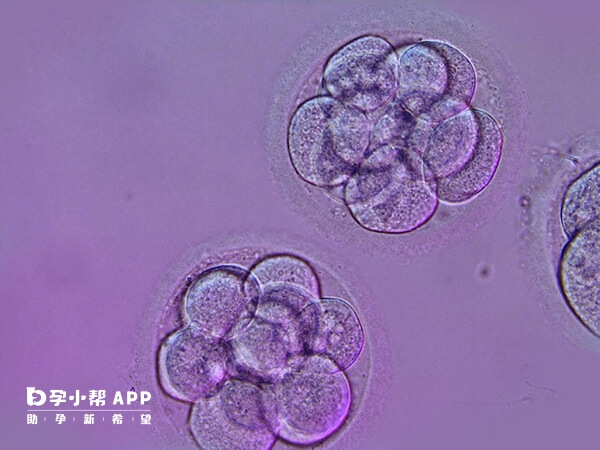 高龄移植成功率很低