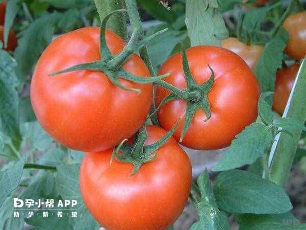 西红柿是清淡健康的食物