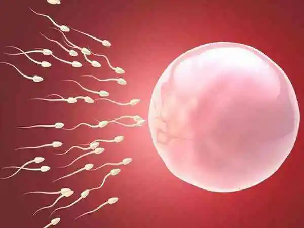 促排卵需要专门的药物来刺激卵泡