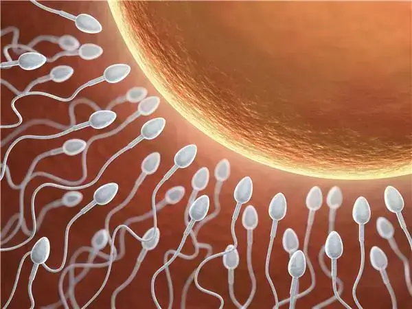 移植胚胎后注射3个月的黄体酮能促着床