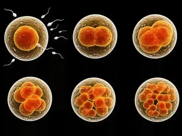 胚胎培养的时间与精子卵子的治疗有关
