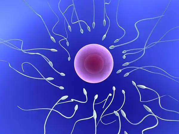 精液污染有可能导致胚胎畸形