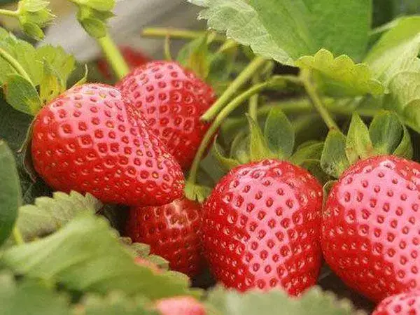 草莓能促进女性排卵