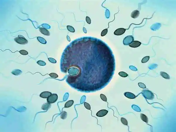 冷冻胚胎移植成功率与胚胎质量有关