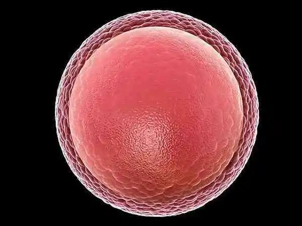 成熟卵泡更有利于成为优质胚胎