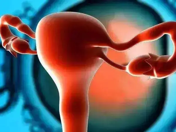 卵巢是女性非常重要的器官