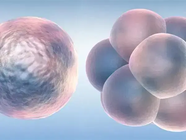 移植冻胚是目前最方便最常用的移植方式