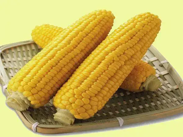 玉米中含有大量的膳食纤维