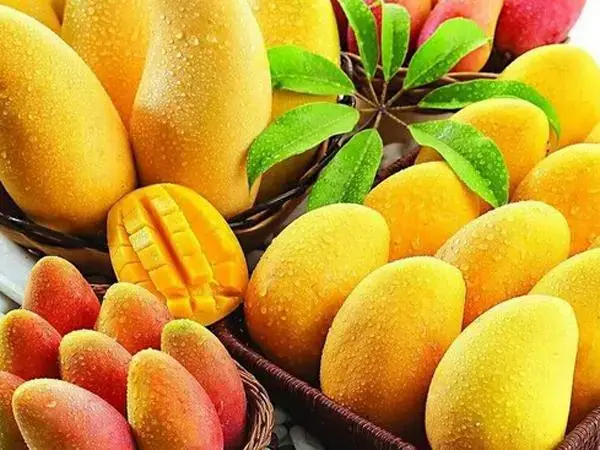 芒果果实营养价值极高