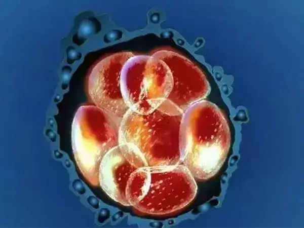 胚胎培育数量少会影响试管成功率