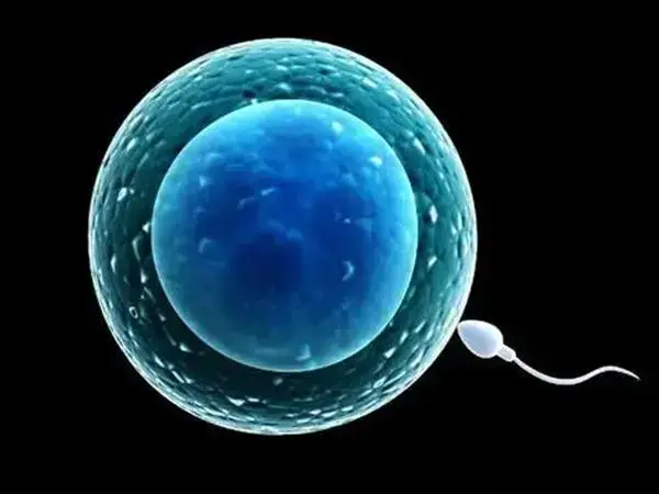 囊胚移植能实现不孕不育患者生育的愿望