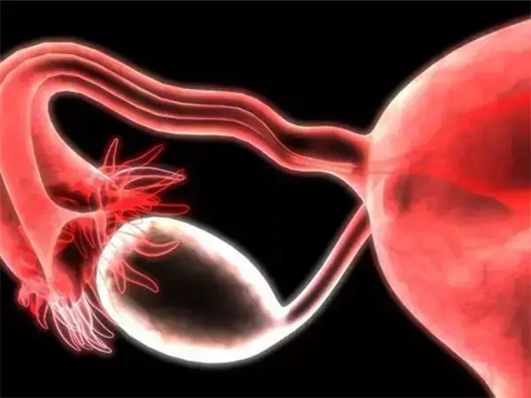 输卵管是影响生育的关键因素
