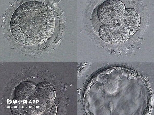 4bc囊胚已经进入扩张期