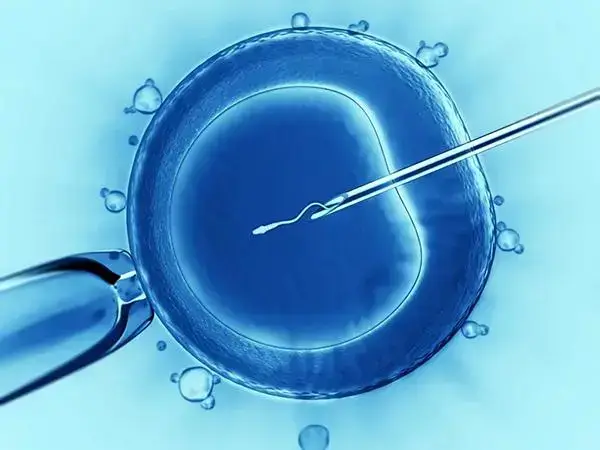 子宫内膜对胚胎着床有着不可估计的作用