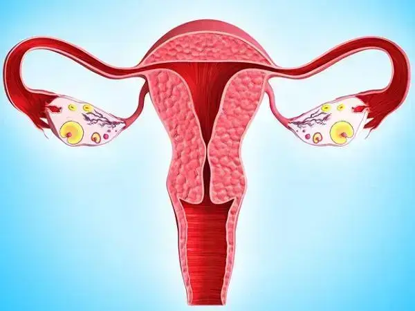 移植胚胎时子宫内膜要达到要求