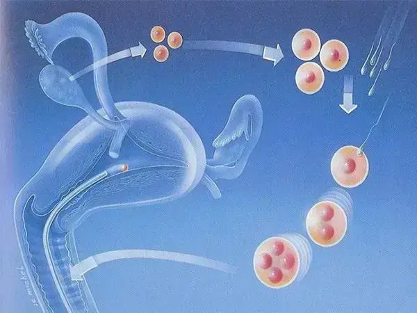 胚胎移植后大部分女性不会有反应