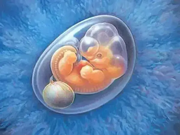 胎心胎芽出现时间晚多半和胚胎发育缓慢