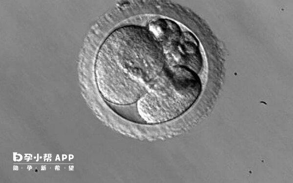 优质囊胚移植成功率高