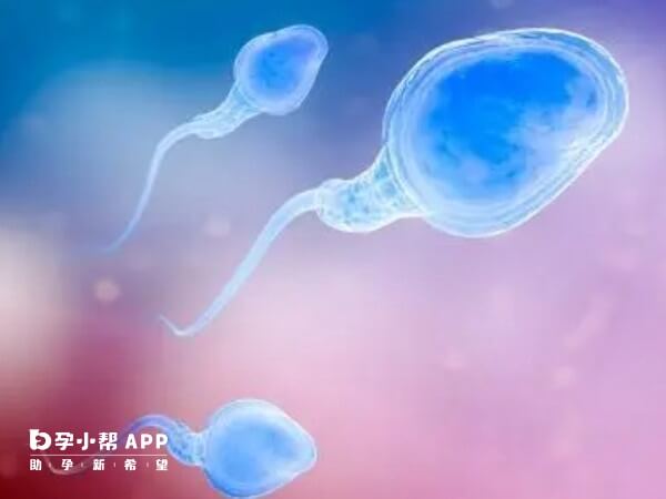 畸形精子症会造成不育