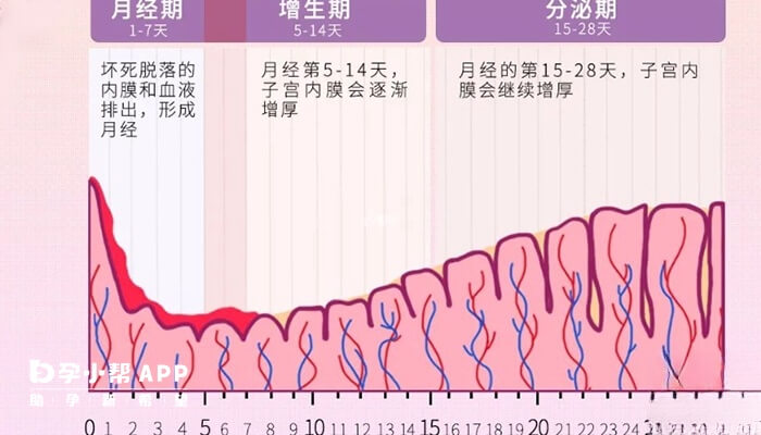 月经不同周期内膜厚度不同