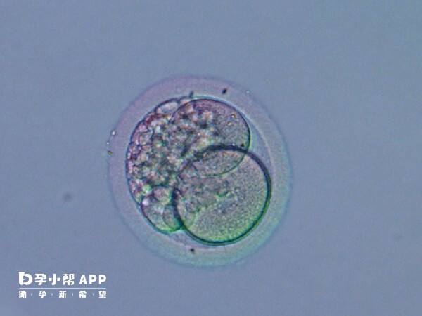 囊胚的发育潜能更高