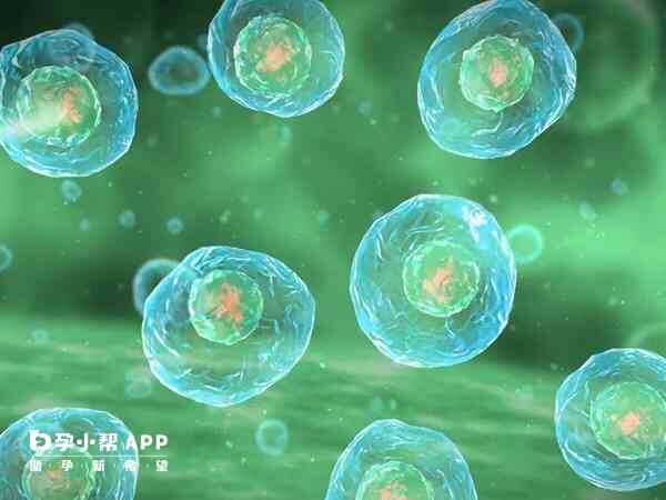 卵泡大更容易怀孕