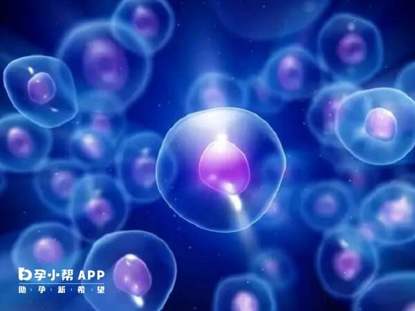 成熟的卵子在18到22mm之间