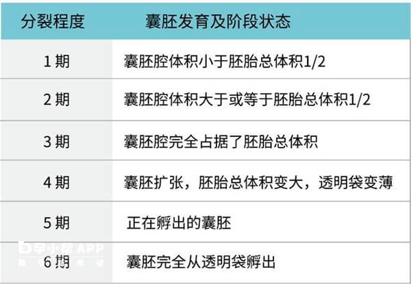 囊胚发育情况可划分等级