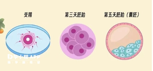 胚胎发育过程