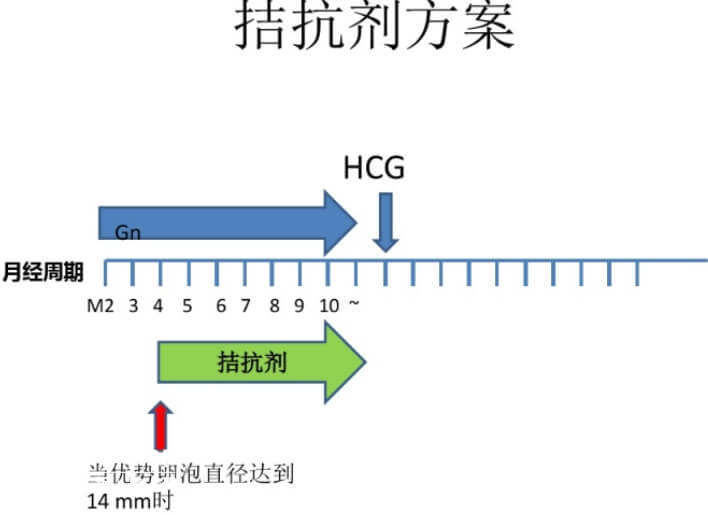 拮抗剂方案用药流程图