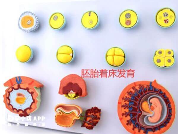 胚胎的着床是一个复杂而精细的过程