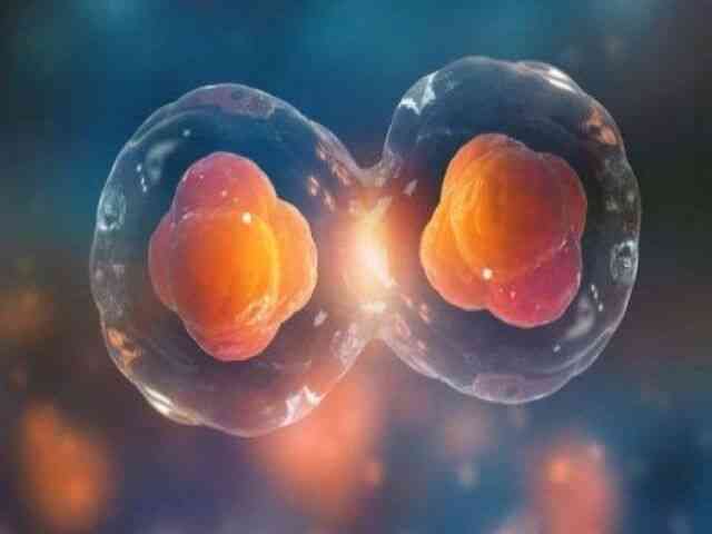 第五天的囊胚5bc和6bc囊胚哪个质量好？