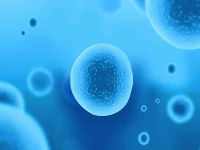 卵子是初级卵母细胞还是次级卵母细胞？