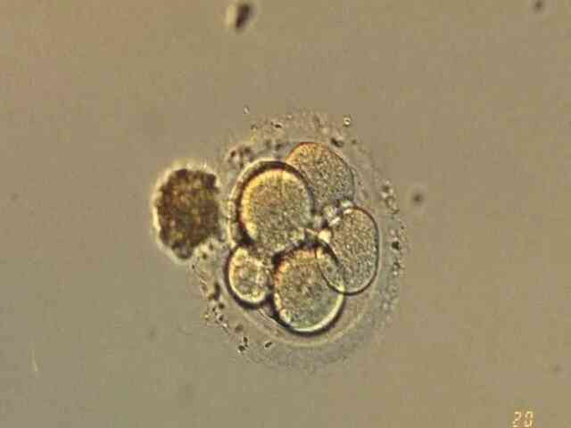 胚胎14c2是什么意思？属于什么级别？