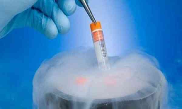 冻胚解冻后变成融合胚胎好吗？成功率会不会提升？