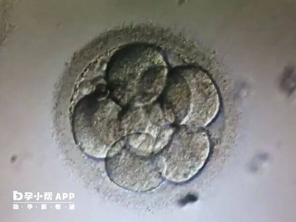 三天胚胎中一二级最好