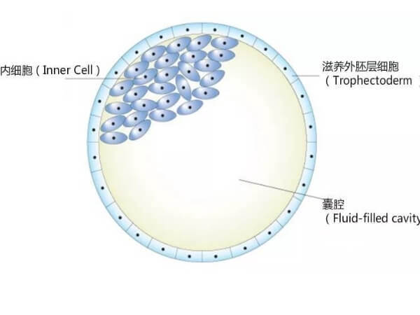 4ab和4aa囊胚级别都很高