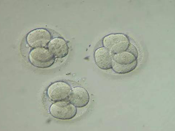 9c2是几级胚胎