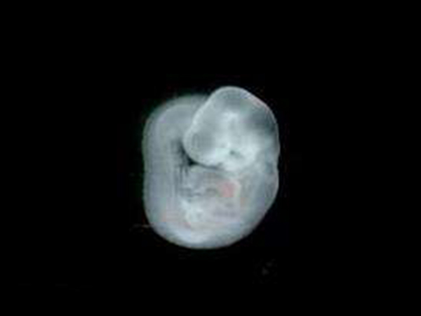 10c2胚胎是优质胚胎吗