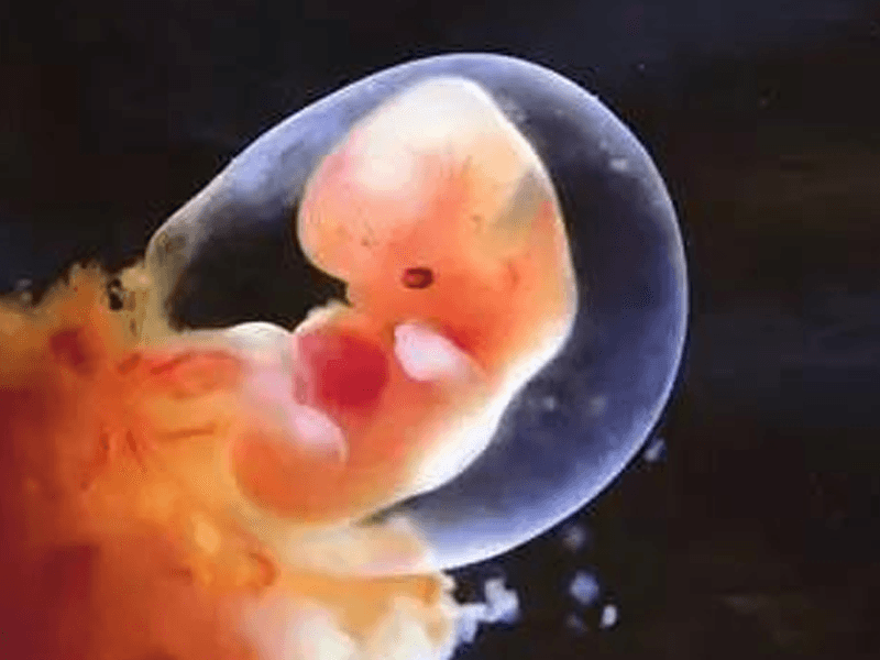 胚胎质量等级排名