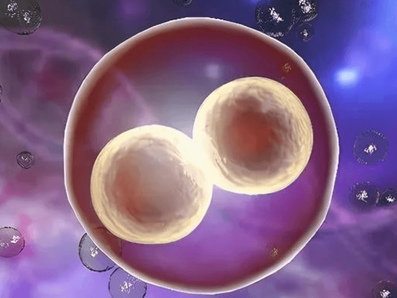 卵泡发育过程