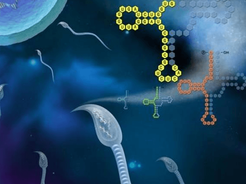 精子DNA碎片化检测