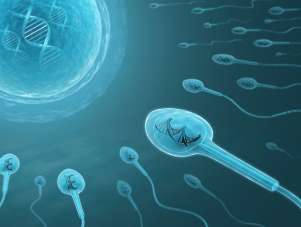 精子中存在完整的遗传信息