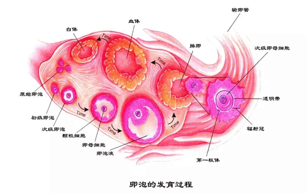 多囊会在体内形成多个卵泡