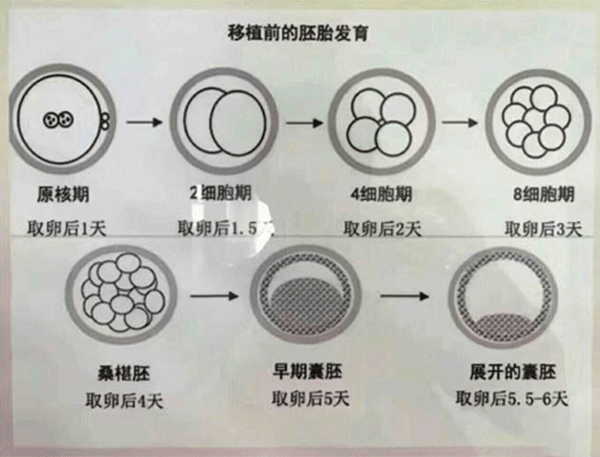 移植前的胚胎发育过程