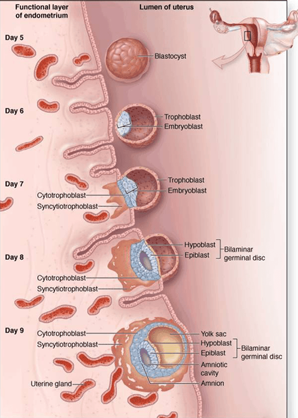 胚胎移植后的着床流程