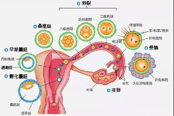囊胚的生理性质更适合着床